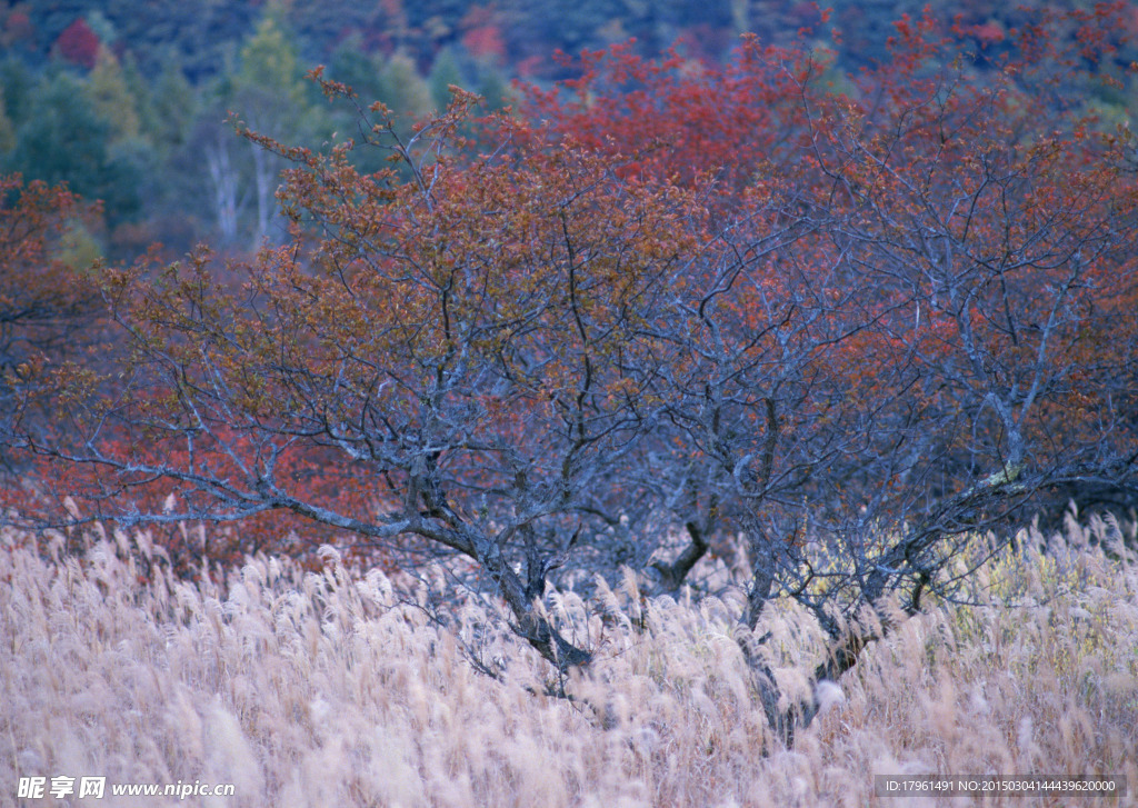 奥林匹克公园红叶