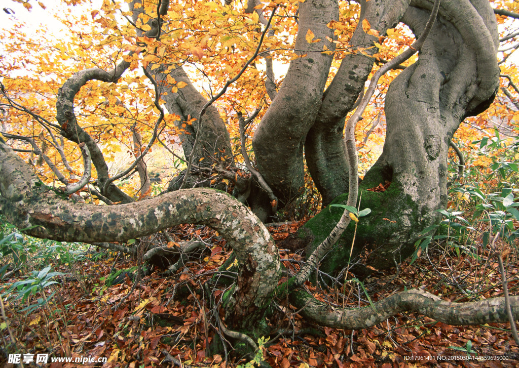奥林匹克公园树木