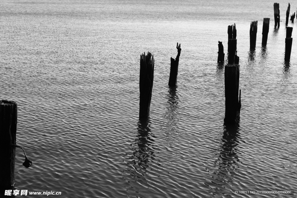 河水里面的树桩