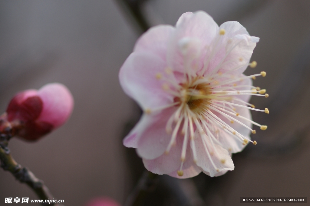 粉红梅花