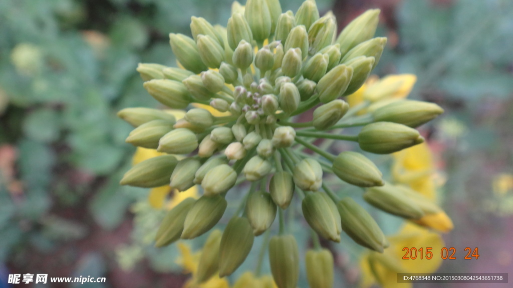 含苞待放的油菜花