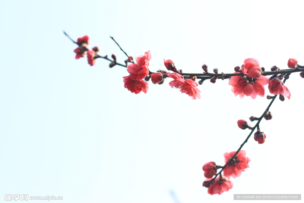 春来寒梅依旧艳