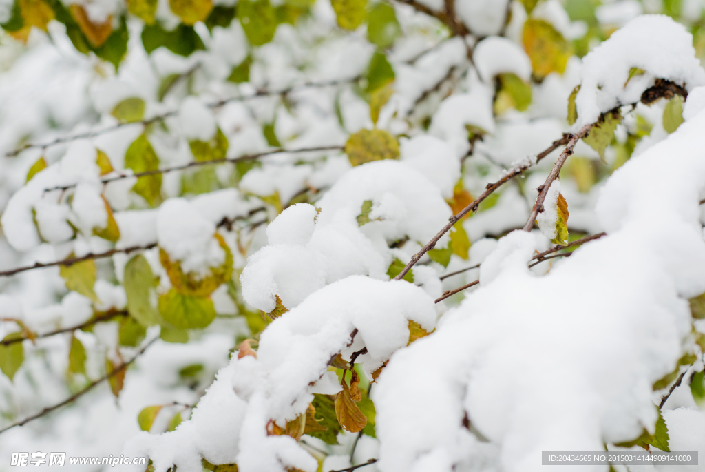 树叶上的雪