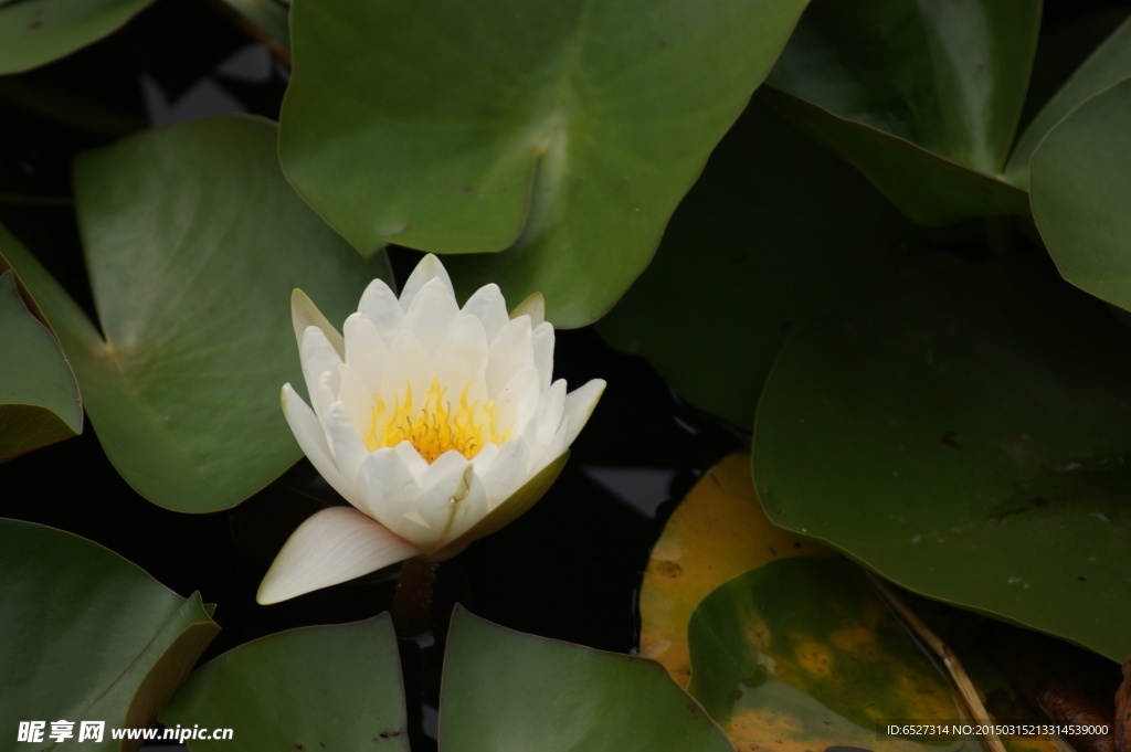 白色荷花高清摄影