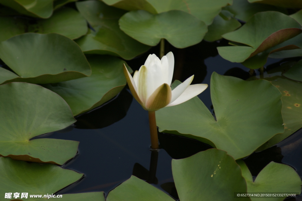 白色荷花高清摄影