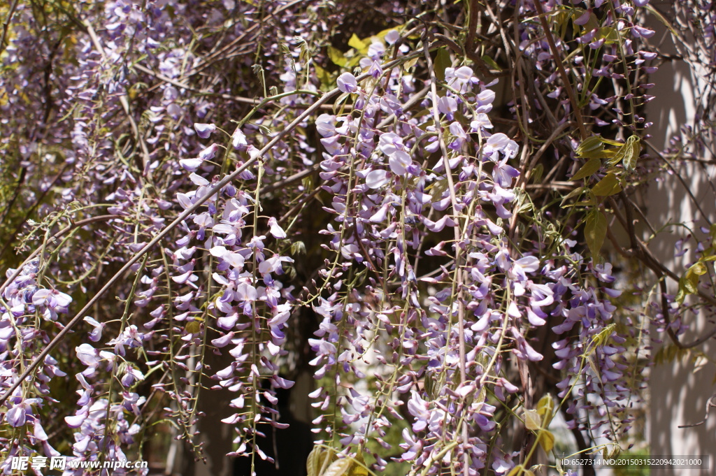 紫藤花高清摄影