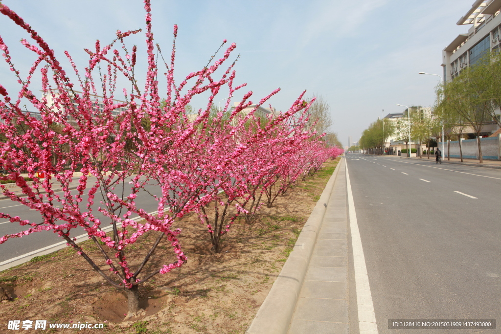 姹紫嫣红的桃花