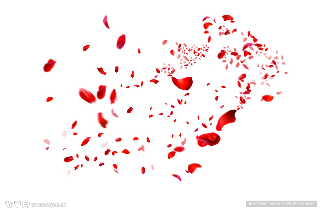 散落的玫瑰花瓣