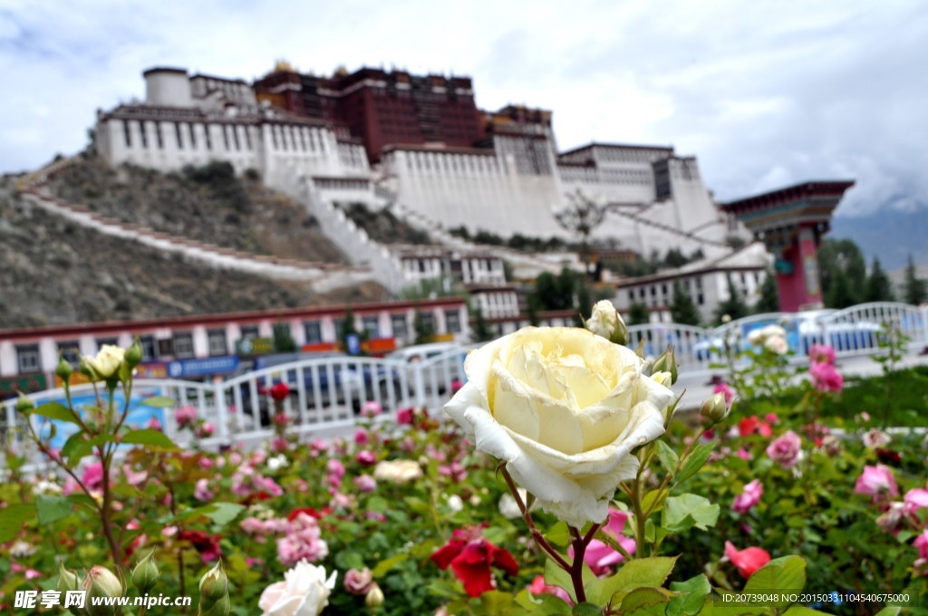 盛开在布宫下的鲜花