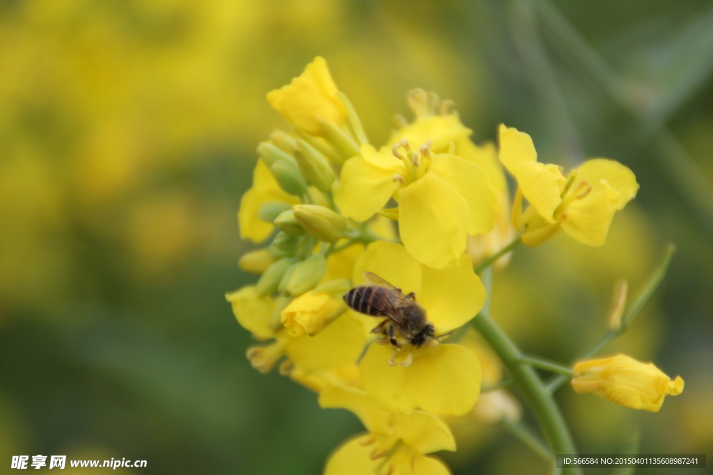 油菜花 蜜蜂