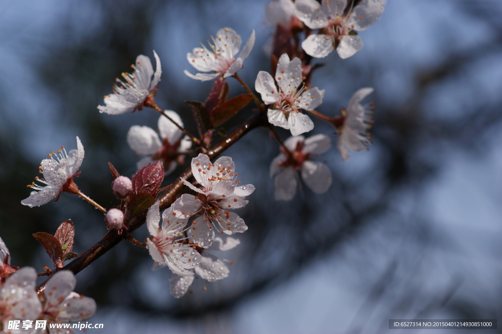 紫叶李高清摄影 白色的花