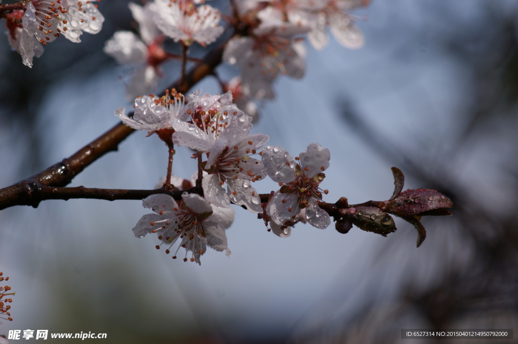 紫叶李高清摄影 白色的花