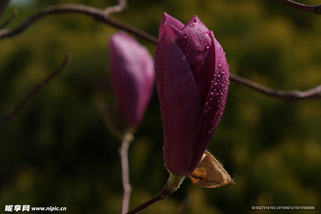紫玉兰花高清摄影