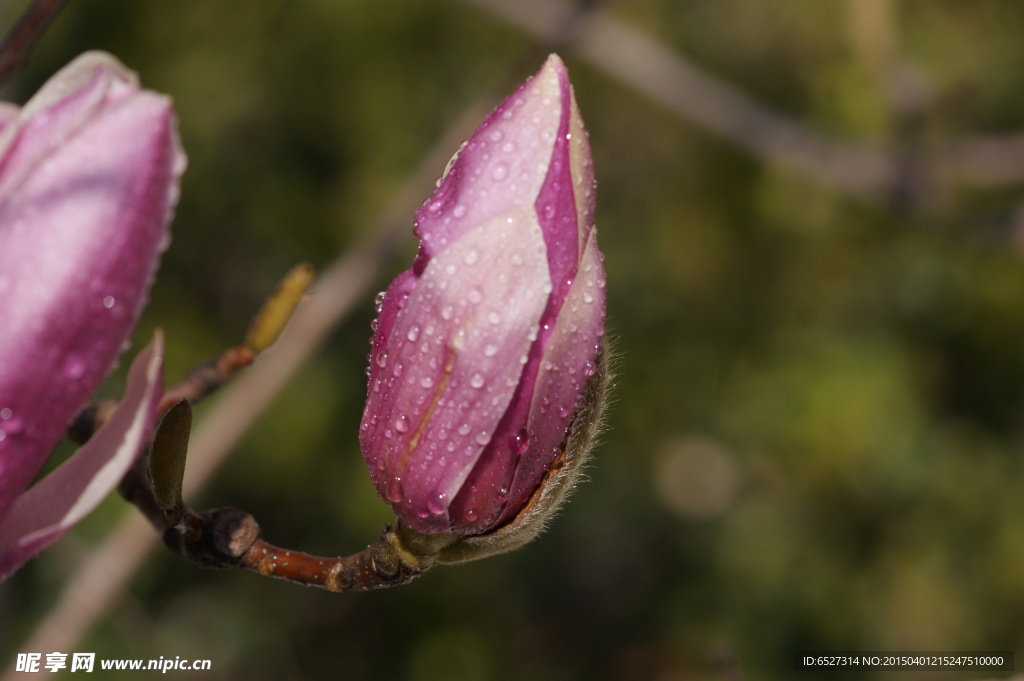 紫玉兰花高清摄影