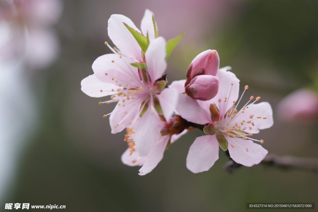 桃花高清摄影