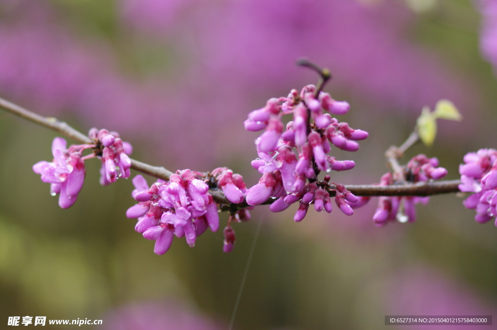 紫荆花高清摄影 紫色的花