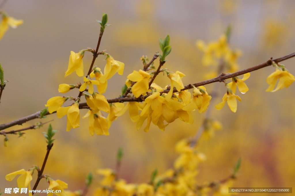 迎春花高清摄影