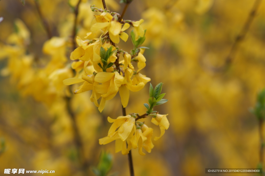 迎春花高清摄影