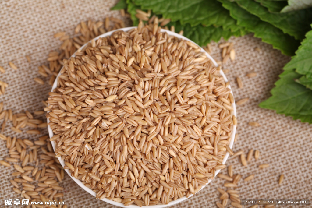 燕麦粒 五谷杂粮