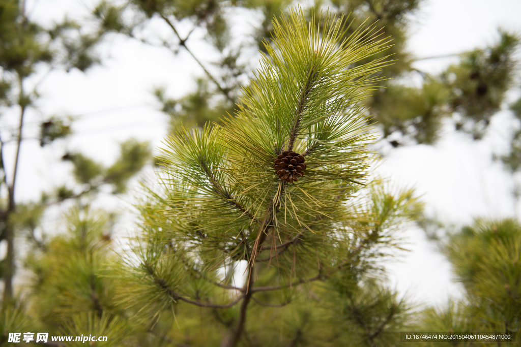 针叶松和果实