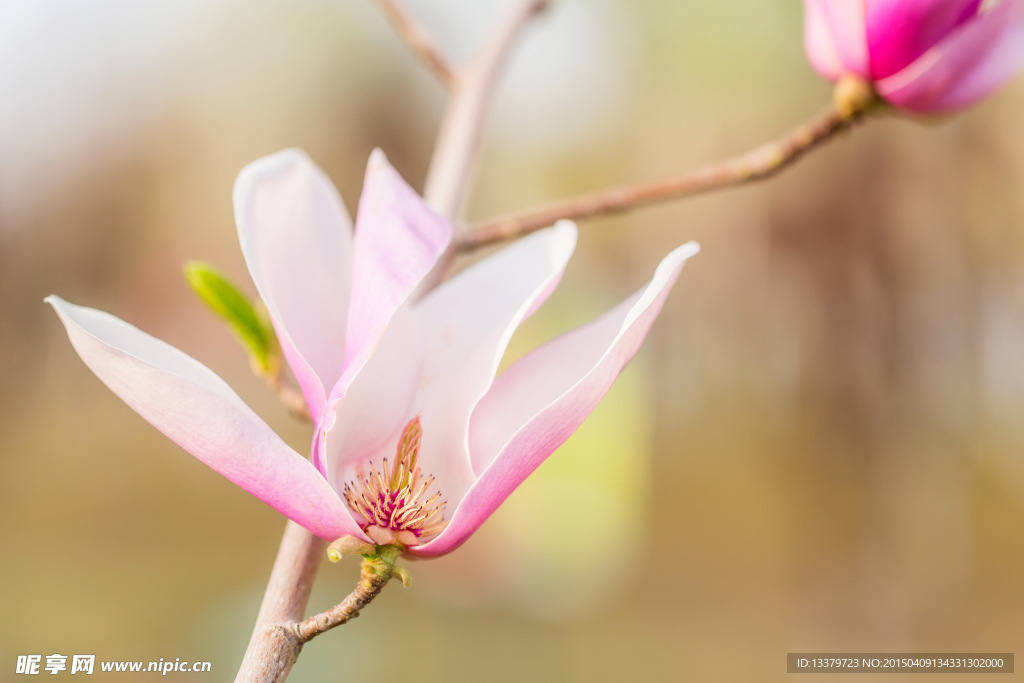 露出花蕊的玉兰