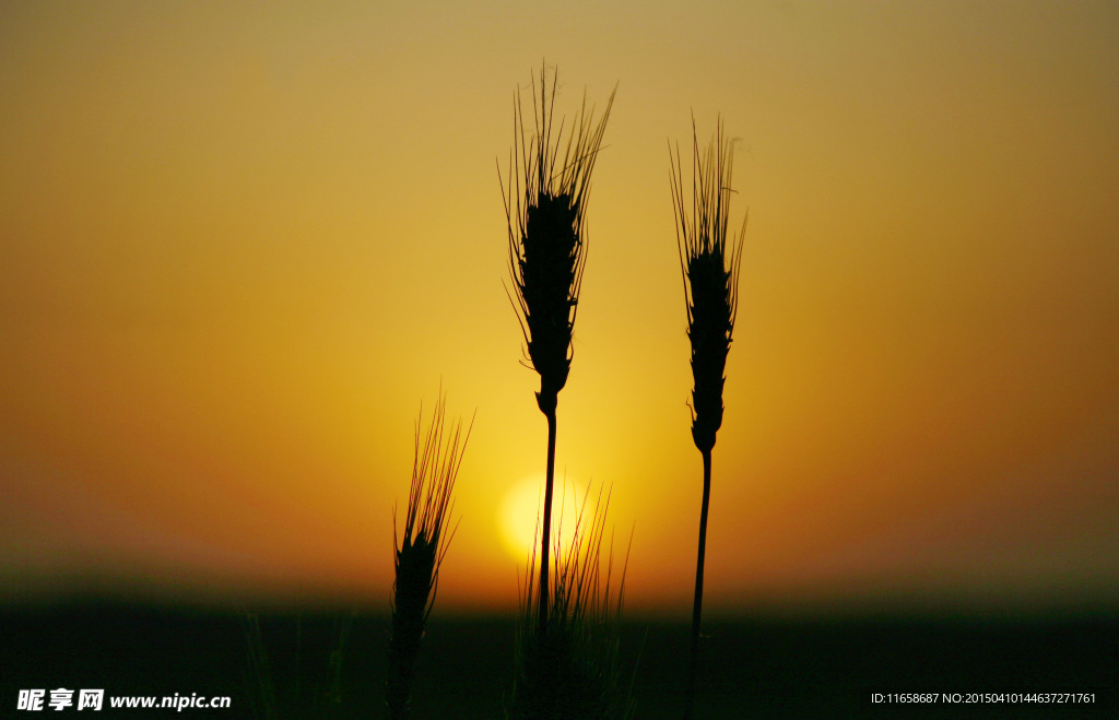 夕阳下的小麦