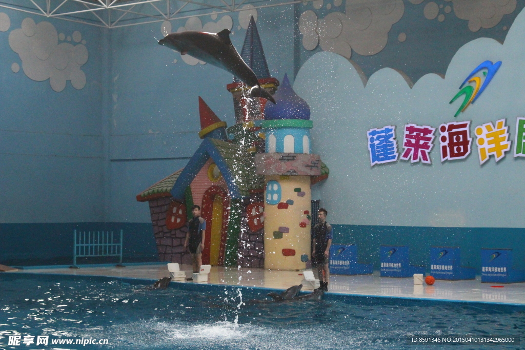 海豚表演