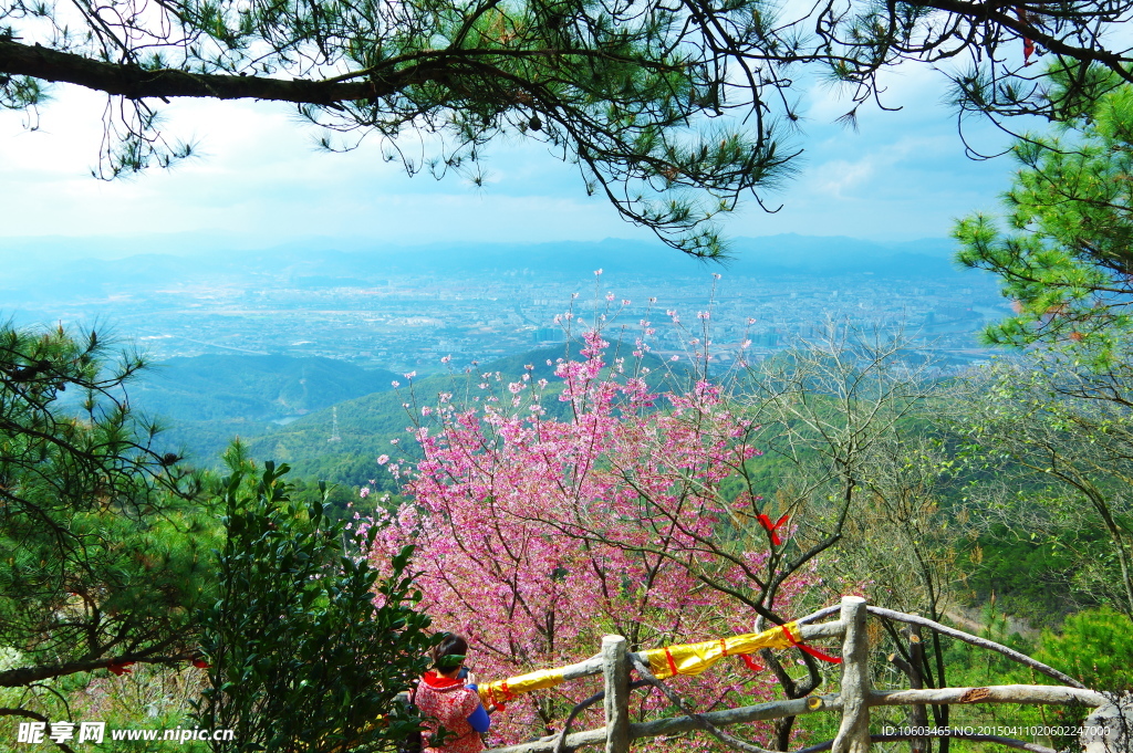 青松挺拔樱花盛开