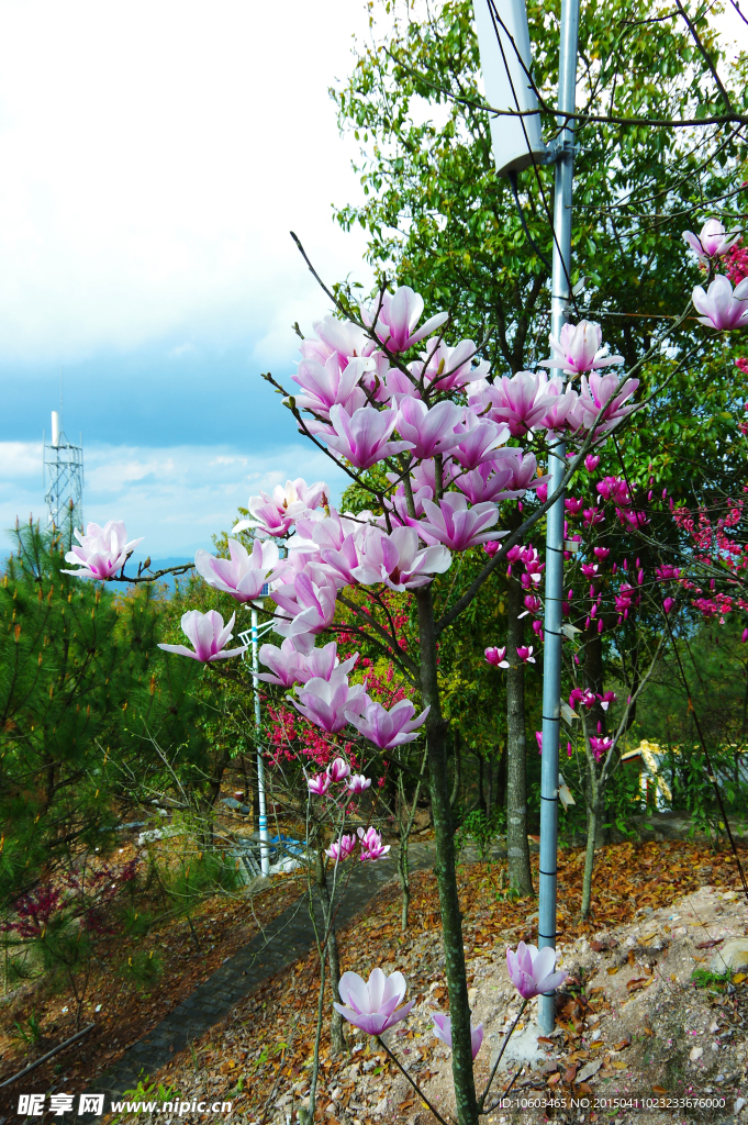 山顶兰花桃花绽放