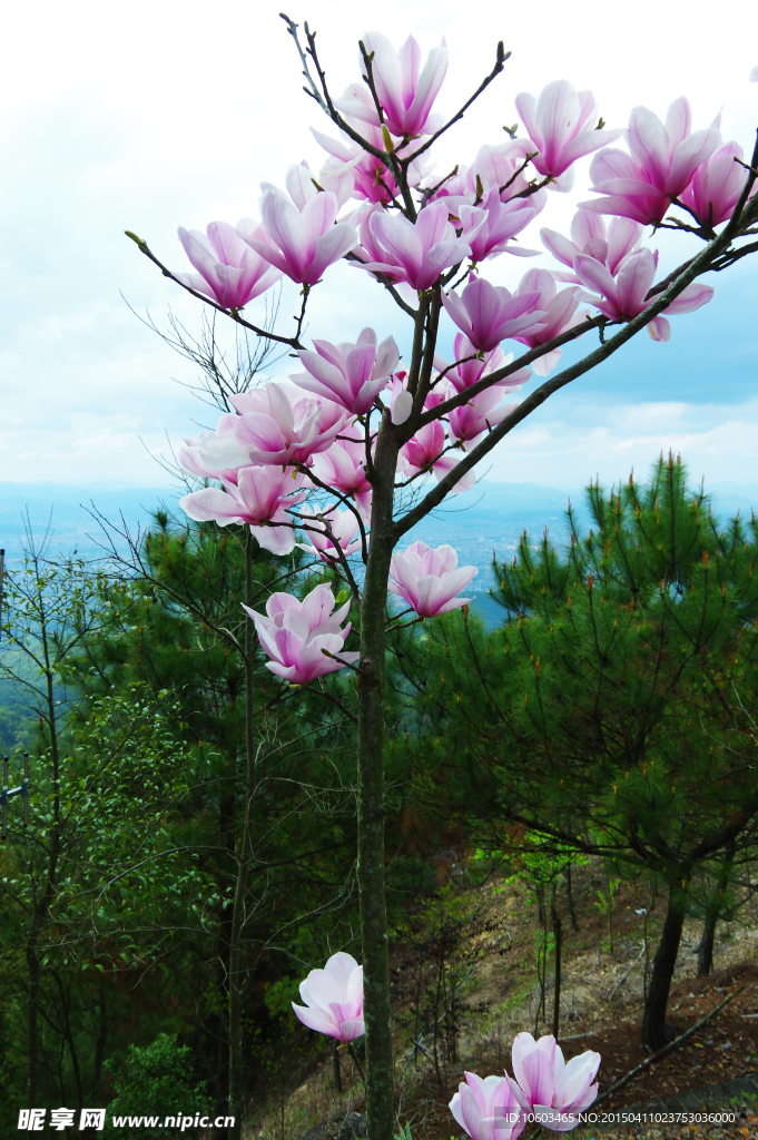 山顶兰花迎天绽放