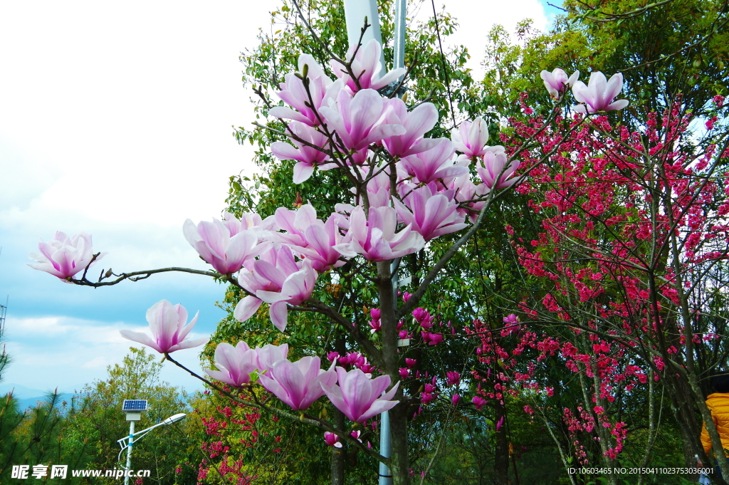 山顶兰花桃花绽放