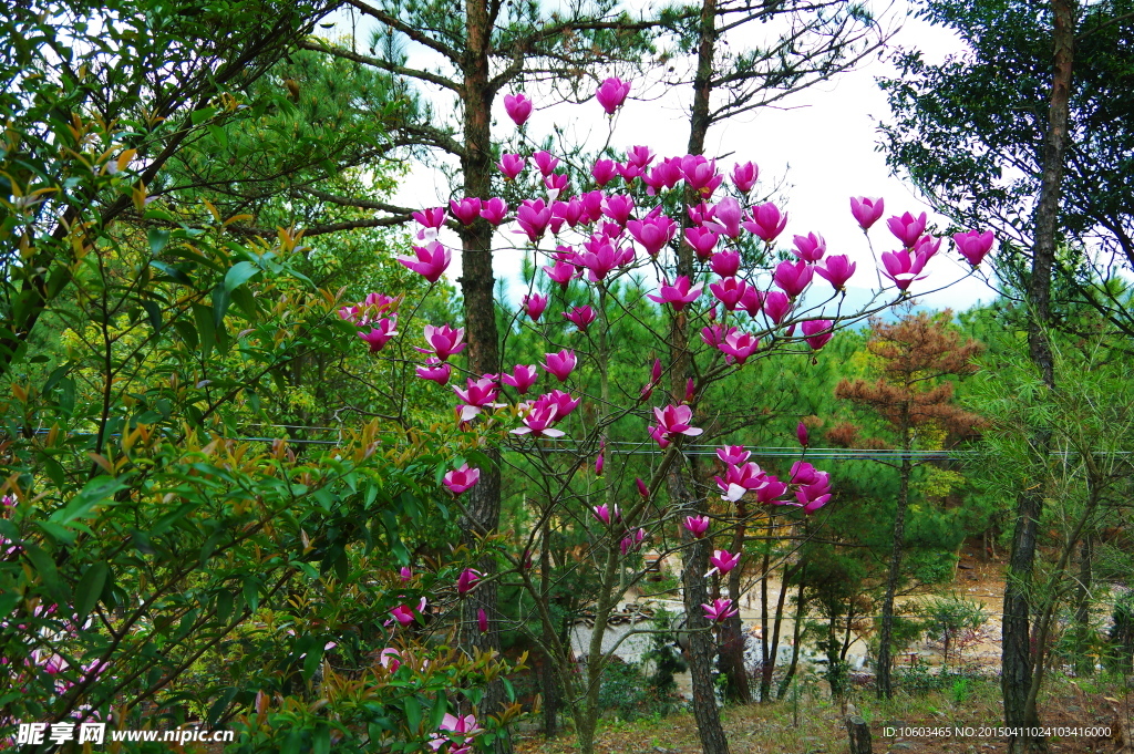 兰花绽放隐约森林