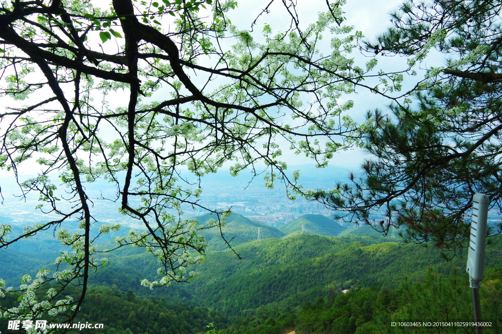 铁骨树下远摄城区