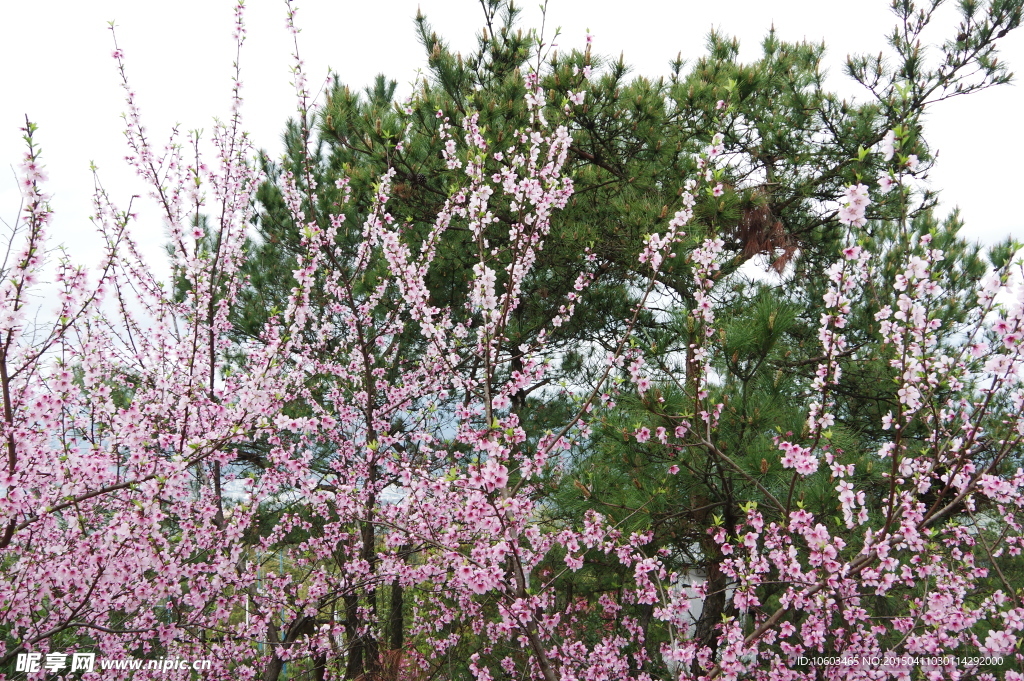 景区山水桃花盛开