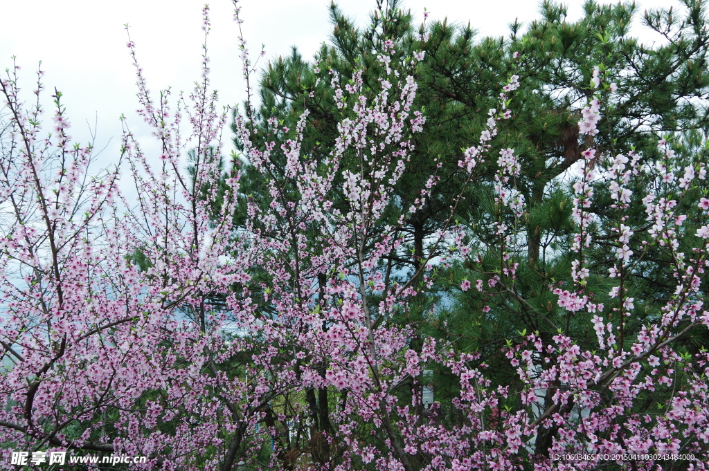 景区山水桃花盛开
