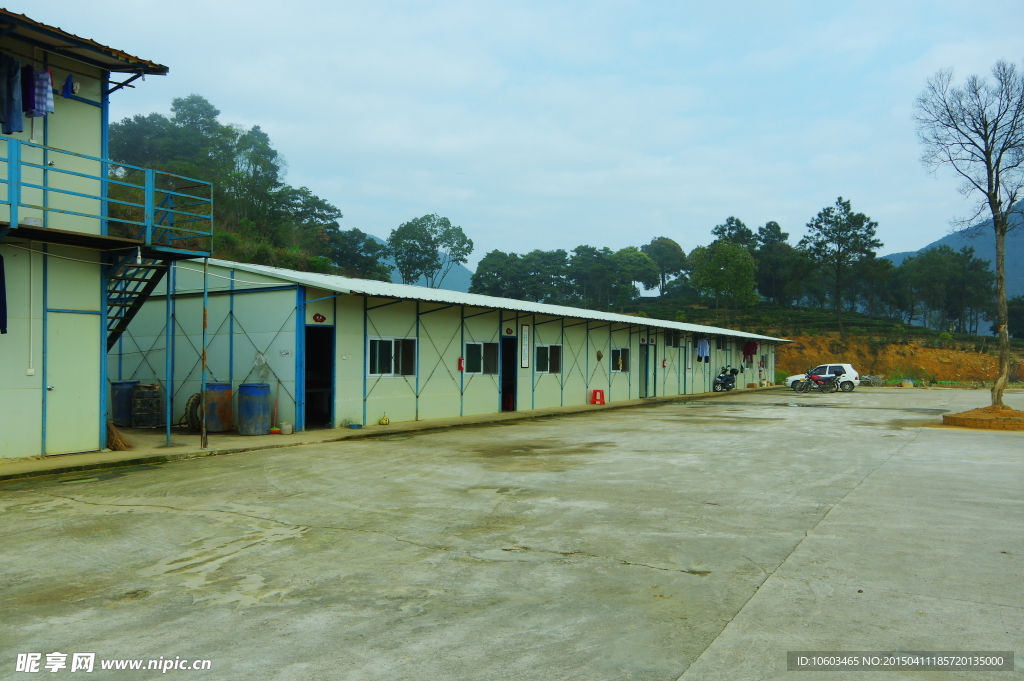 茶田风光 马山茶田