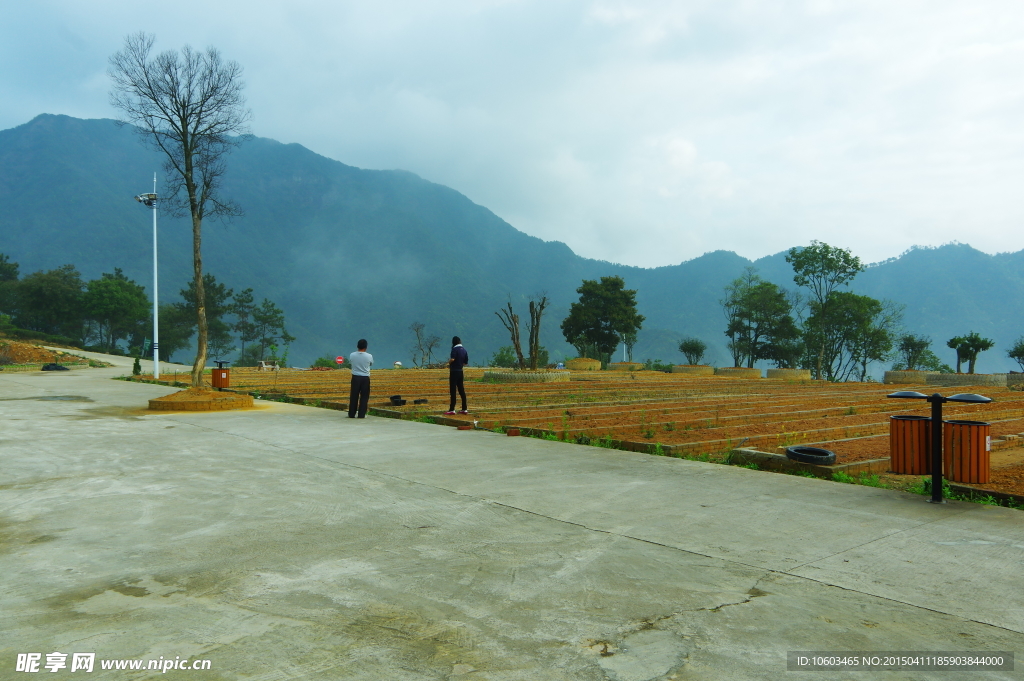 茶田风光 马山茶田
