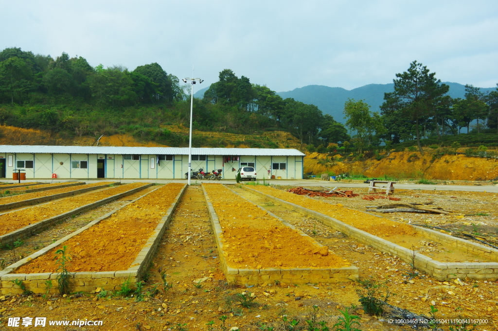 茶田风光 马山茶田