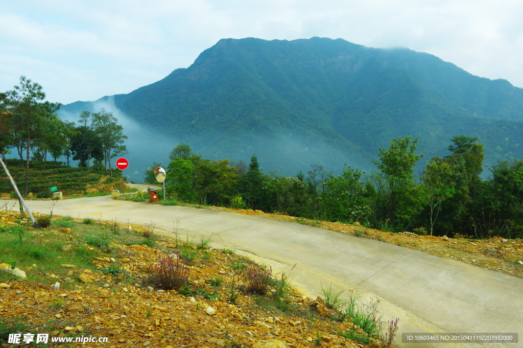 马图风光 马山茶田