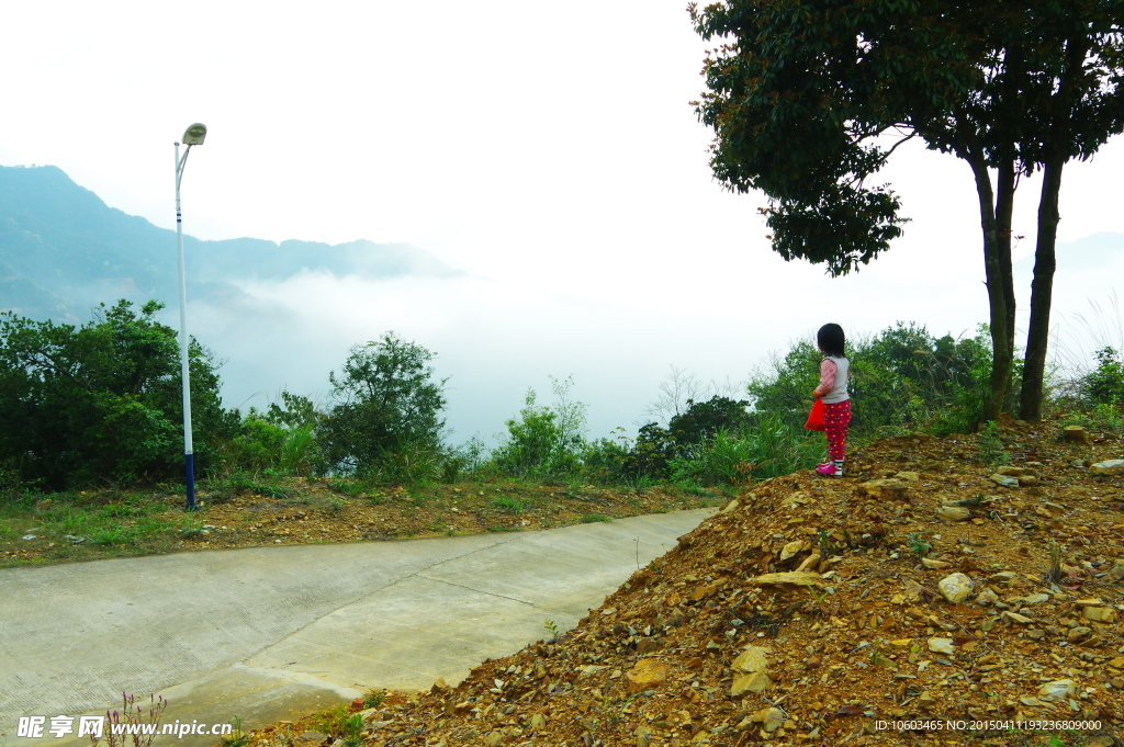 马图风光 马山茶田