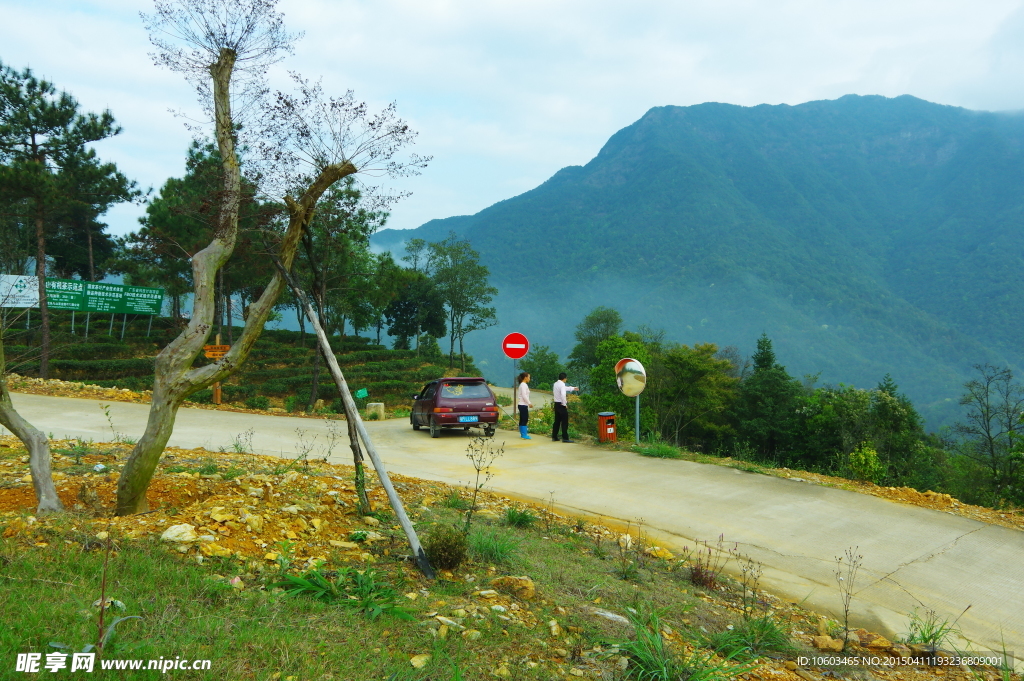 马图风光 马山茶田
