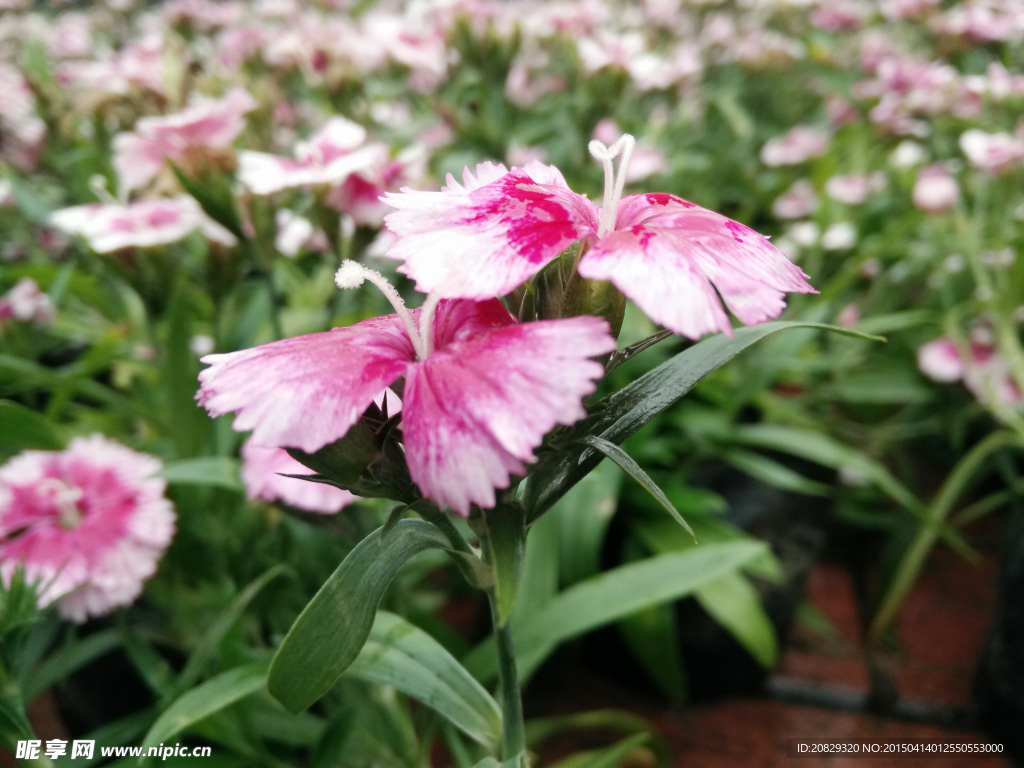 晓园公园长春花