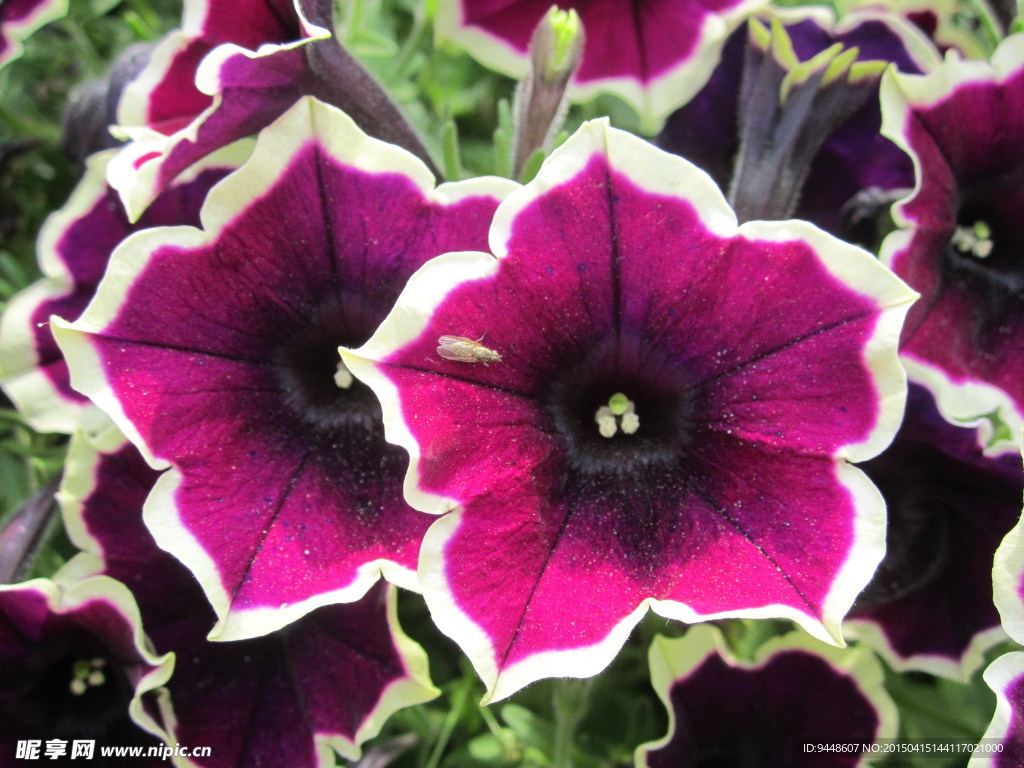 唯美矮牵牛花图片