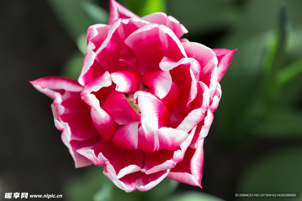 荷兰库肯霍夫的郁金香