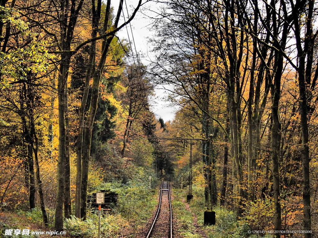 奥林匹克公园树林