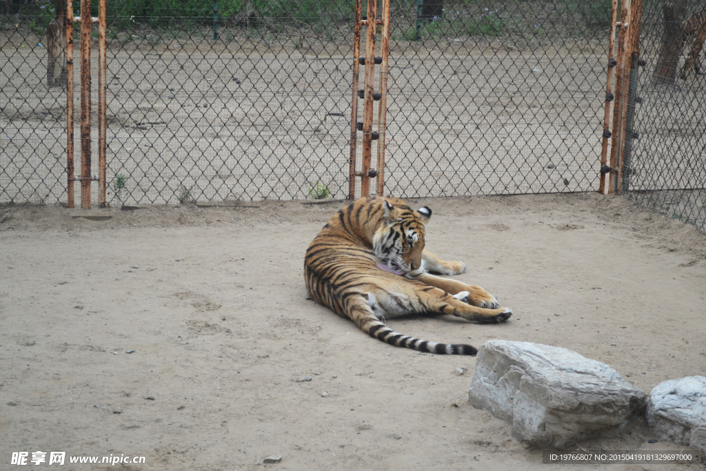 野生动物园老虎