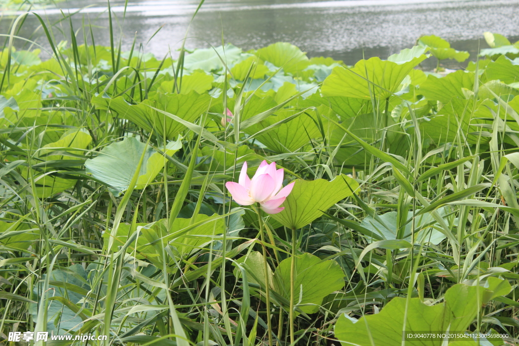 杂草丛生的粉色花卉