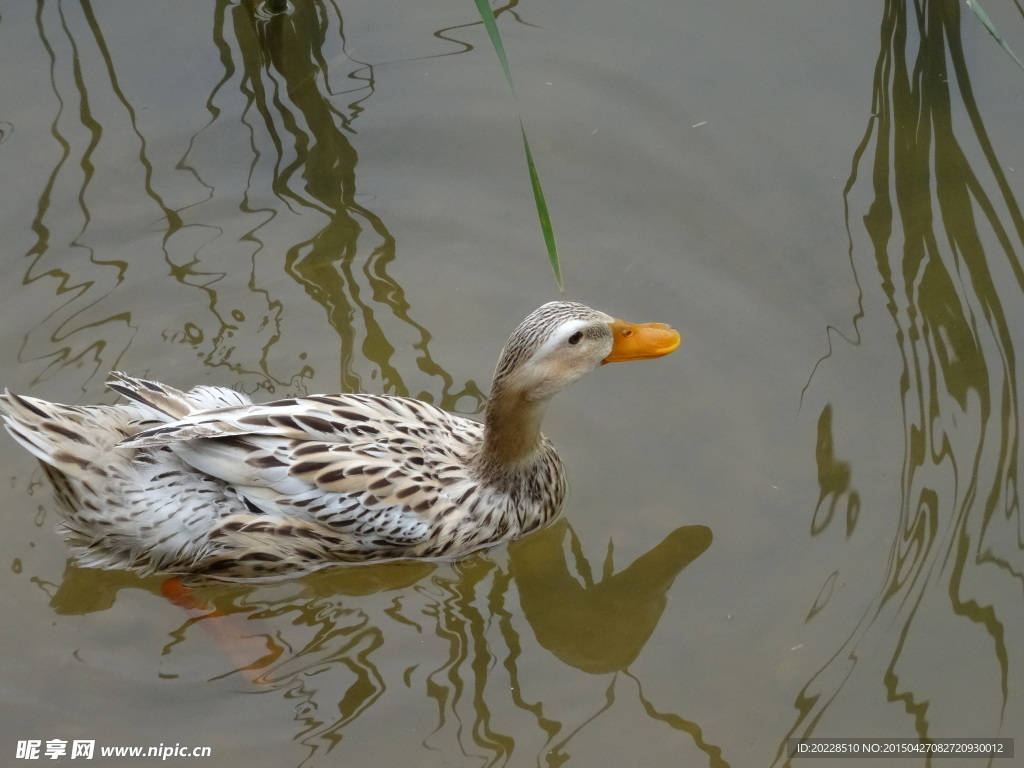 鸭子图片