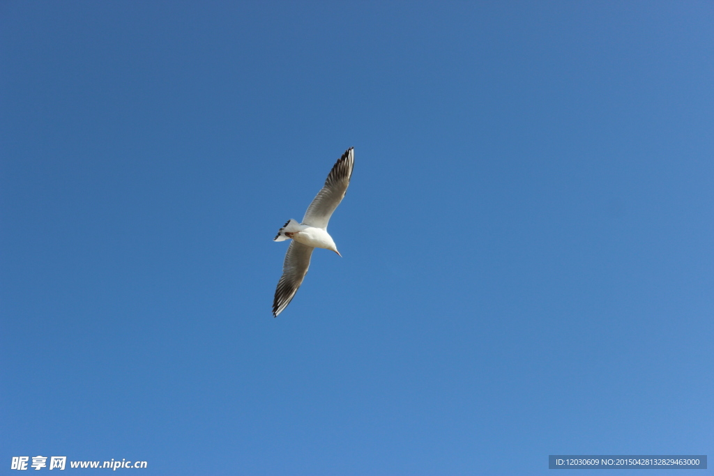 蓝天海鸥