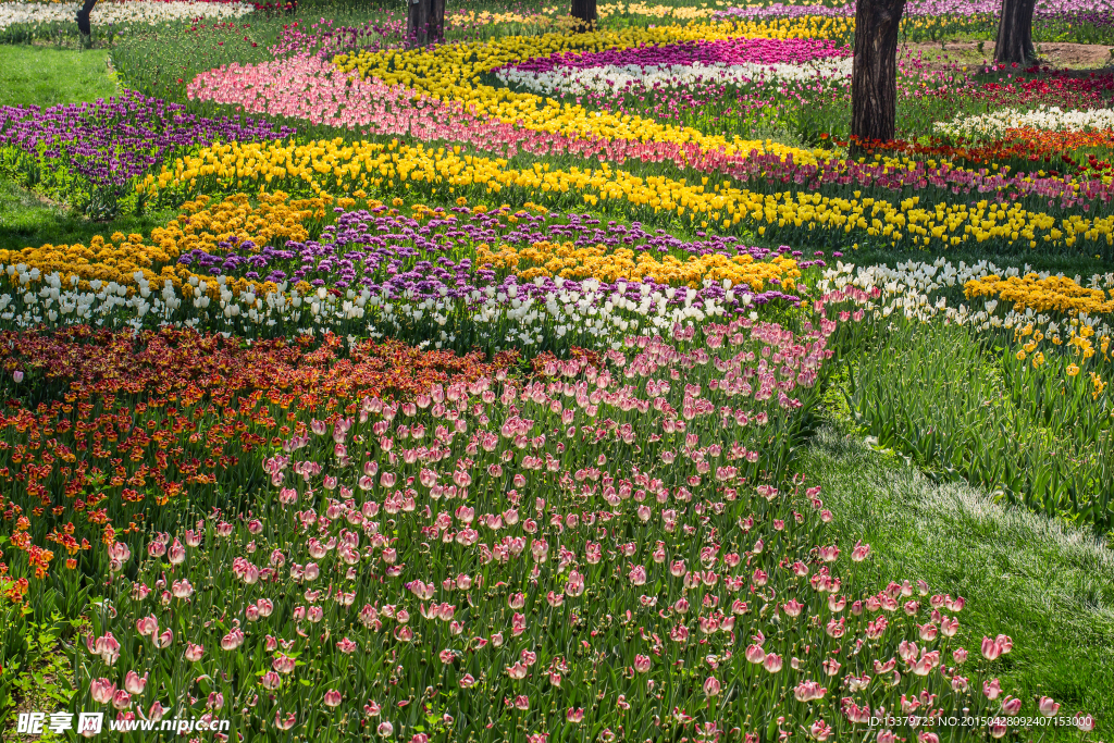 色彩缤纷的郁金香花海